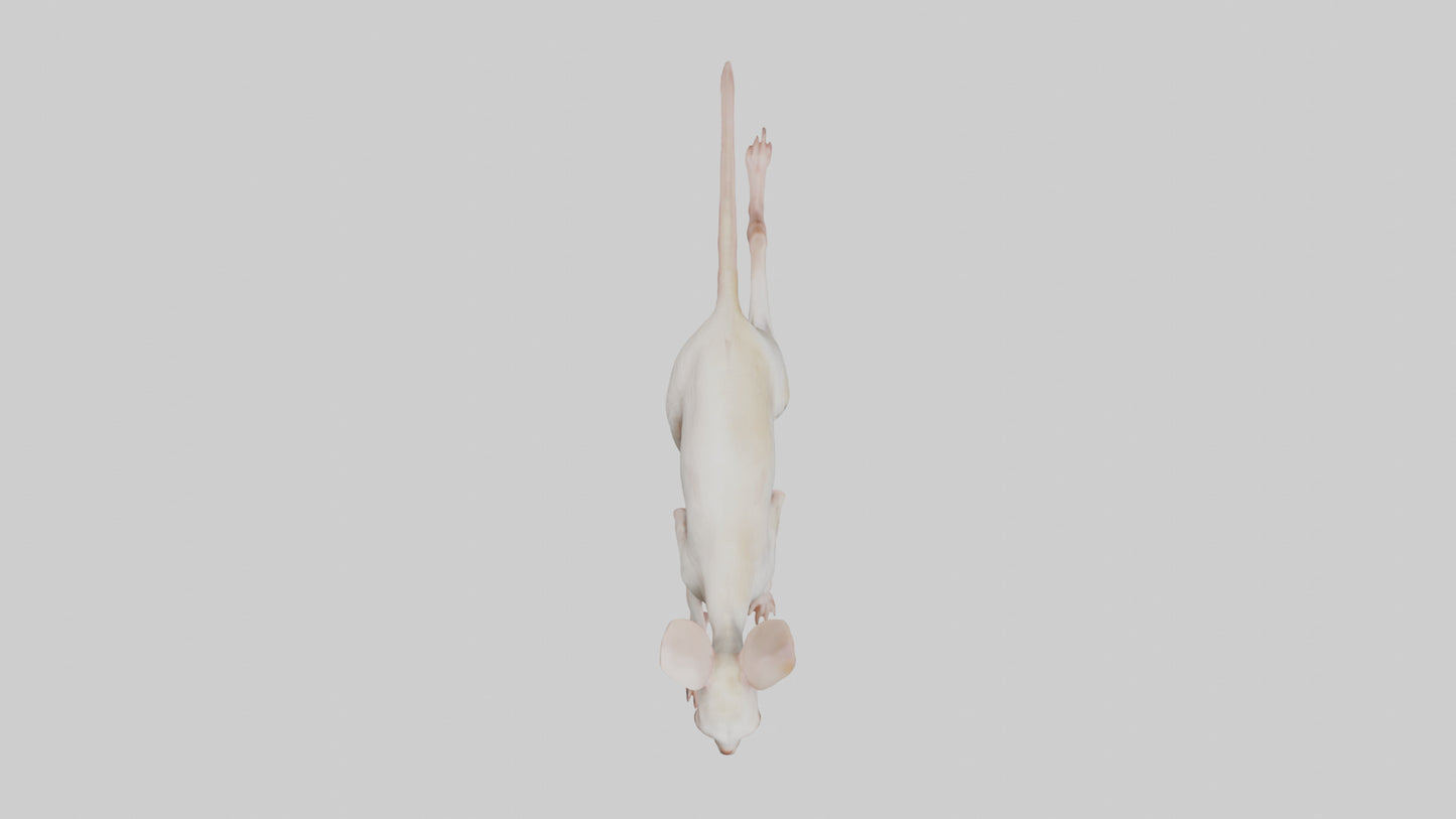 3D model Jerboa hopping model VR / AR / low-poly