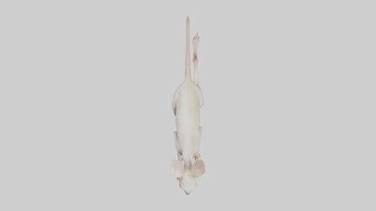 3D model Jerboa hopping model VR / AR / low-poly