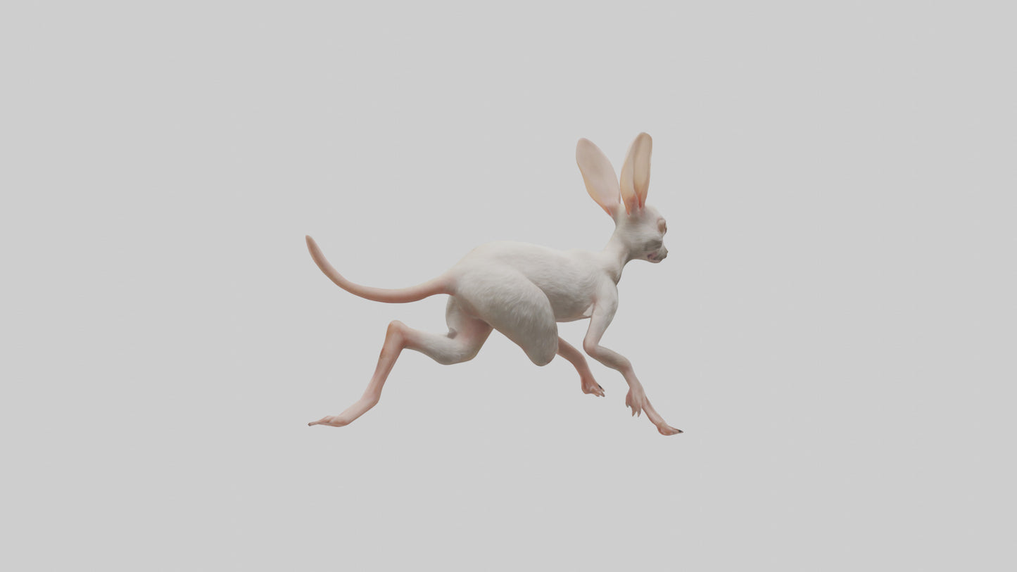 3D model Jerboa hopping model VR / AR / low-poly