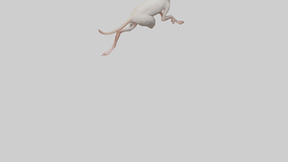 3D model Jerboa hopping model VR / AR / low-poly