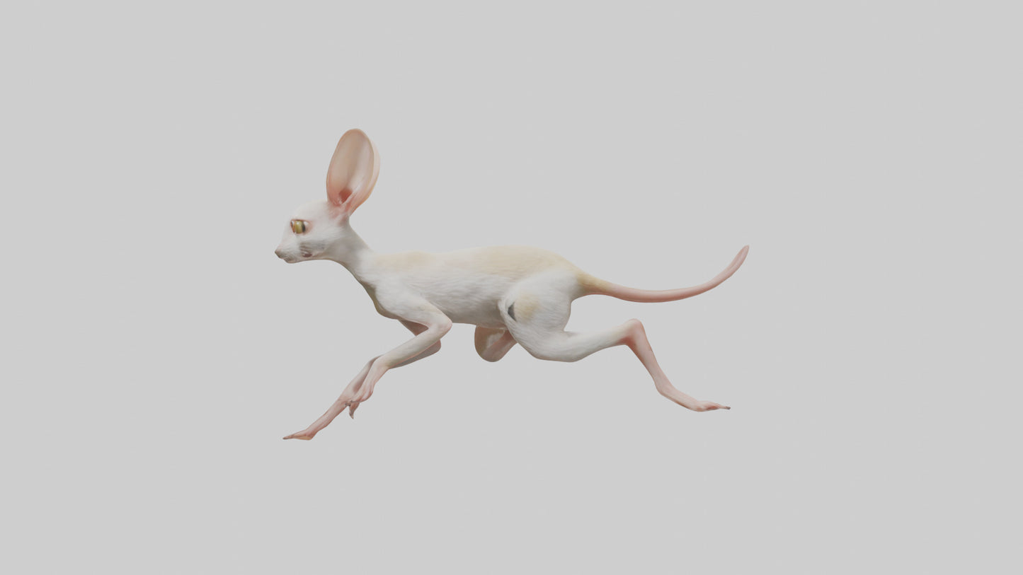 3D model Jerboa hopping model VR / AR / low-poly