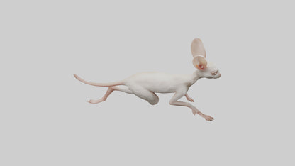 3D model Jerboa hopping model VR / AR / low-poly