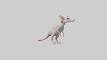 Jerboa standing upright model VR / AR / low-poly