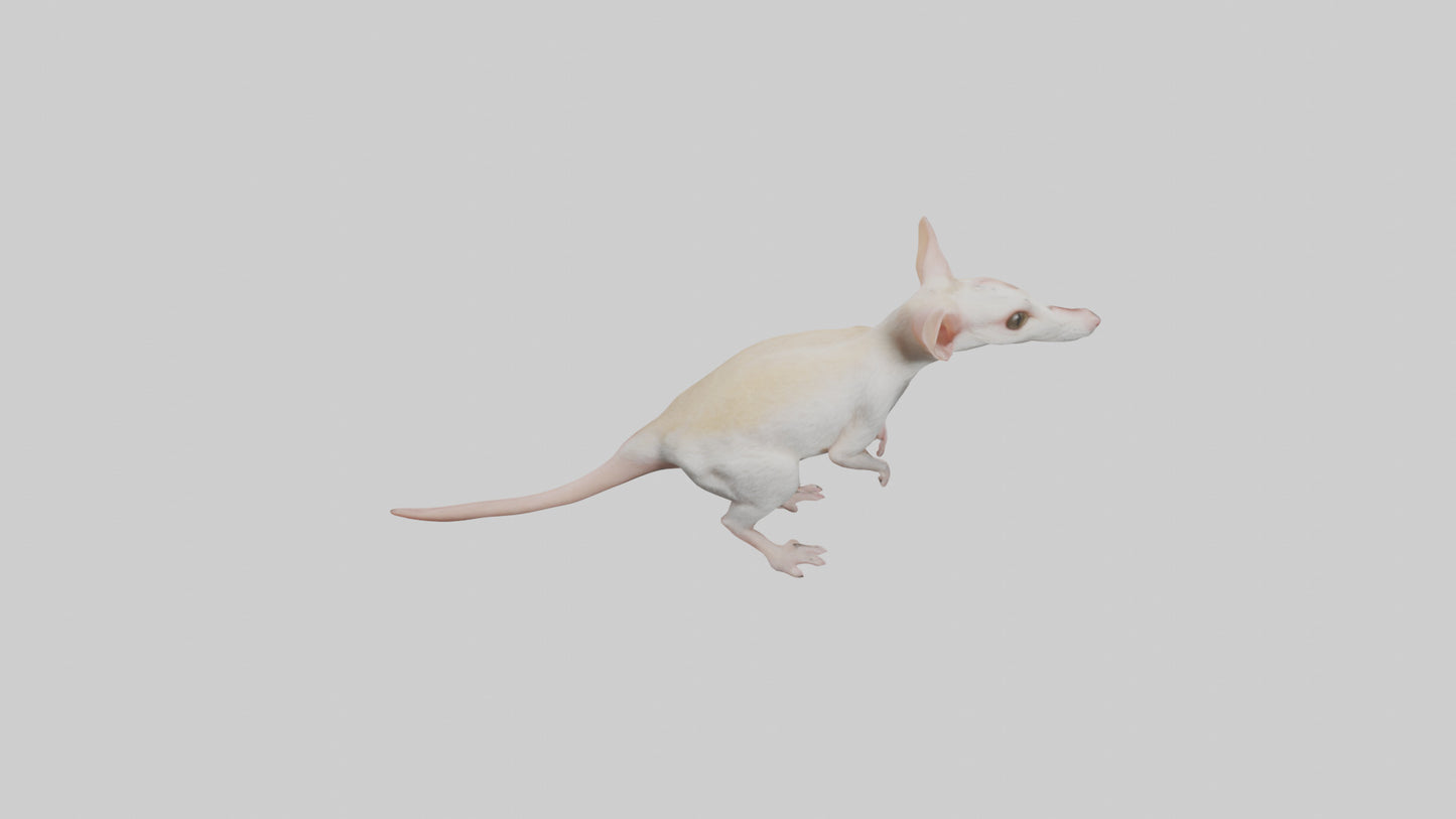 Jerboa standing upright model VR / AR / low-poly