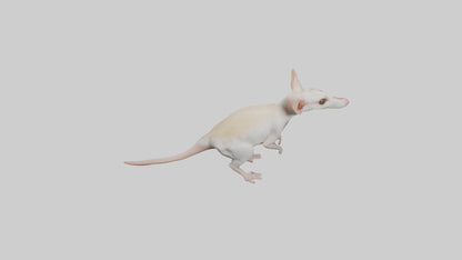 Jerboa standing upright model VR / AR / low-poly
