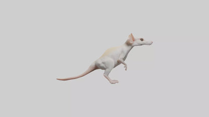 Jerboa standing upright model VR / AR / low-poly