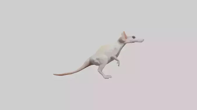 Jerboa standing upright model VR / AR / low-poly