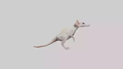 Jerboa standing upright model VR / AR / low-poly