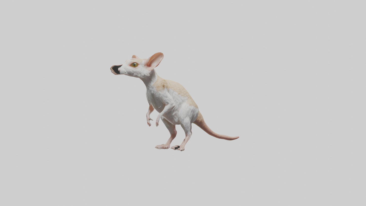 Jerboa standing upright model VR / AR / low-poly