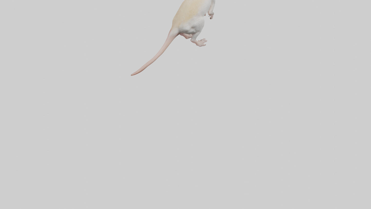 Jerboa standing upright model VR / AR / low-poly