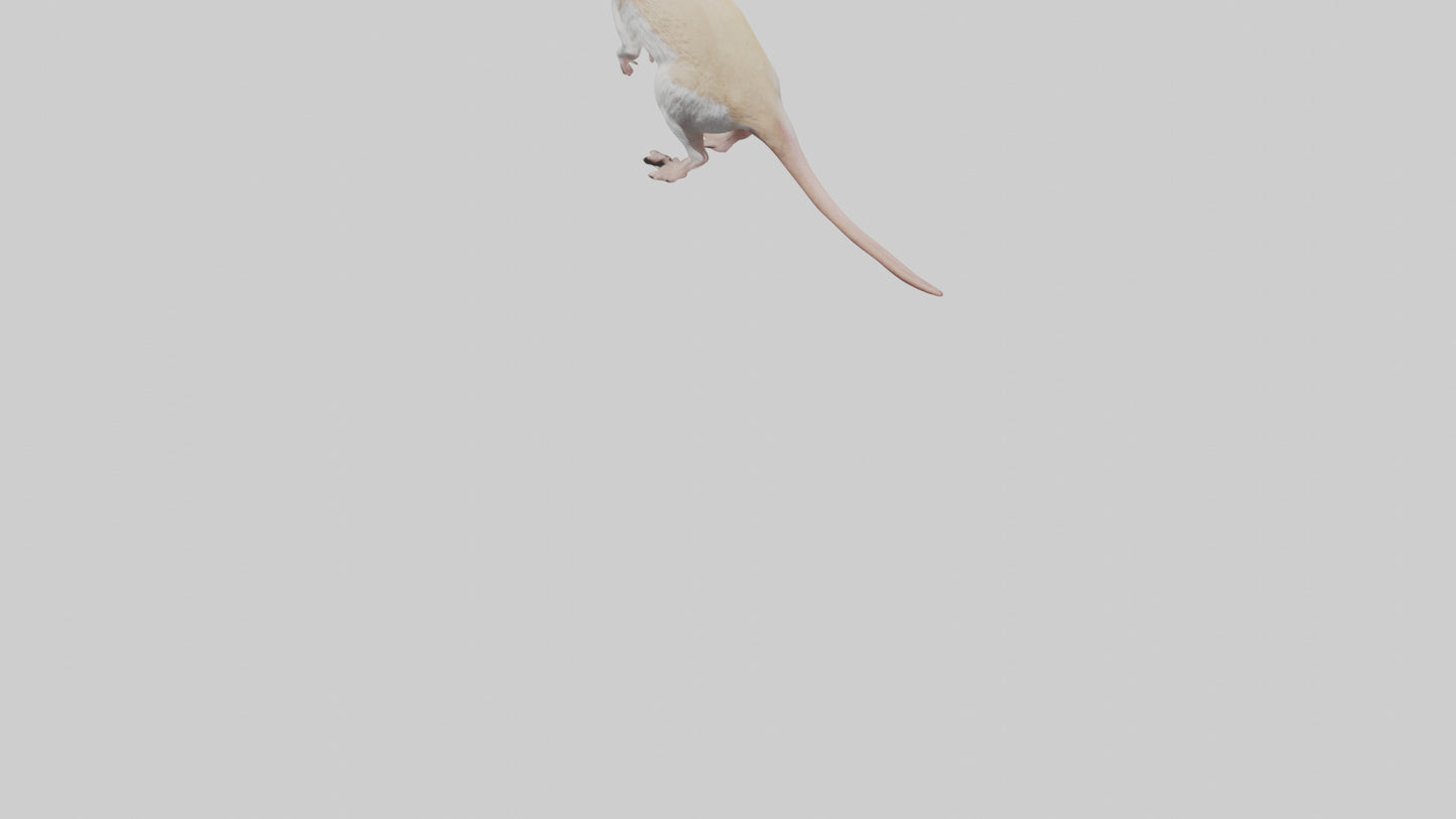 Jerboa standing upright model VR / AR / low-poly