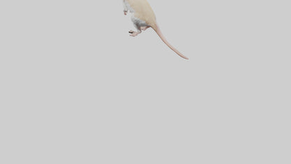 Jerboa standing upright model VR / AR / low-poly