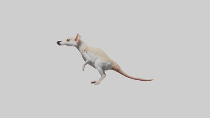 Jerboa standing upright model VR / AR / low-poly
