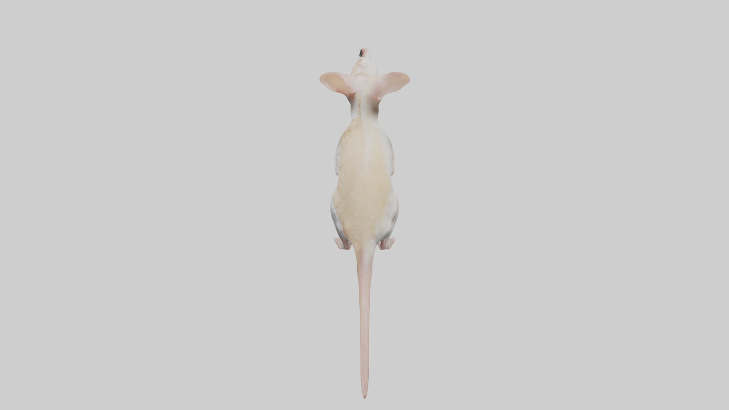 Jerboa standing upright model VR / AR / low-poly