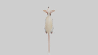 Jerboa standing upright model VR / AR / low-poly