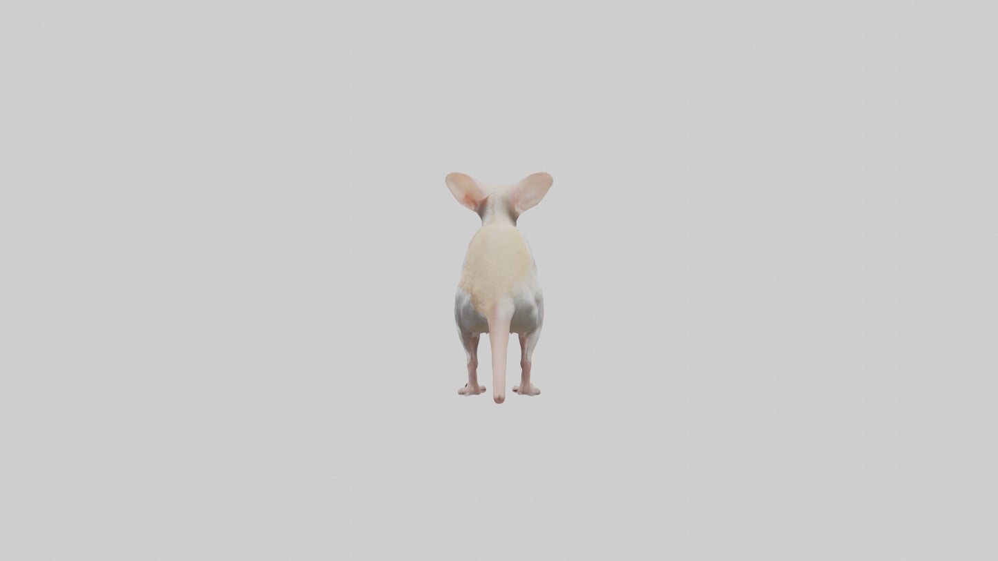 Jerboa standing upright model VR / AR / low-poly