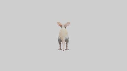 Jerboa standing upright model VR / AR / low-poly