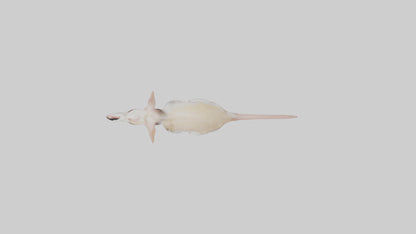 Jerboa standing upright model VR / AR / low-poly
