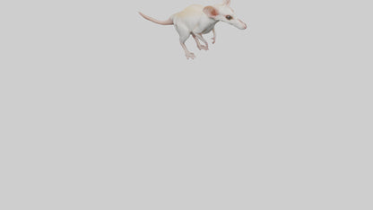 Jerboa standing upright model VR / AR / low-poly