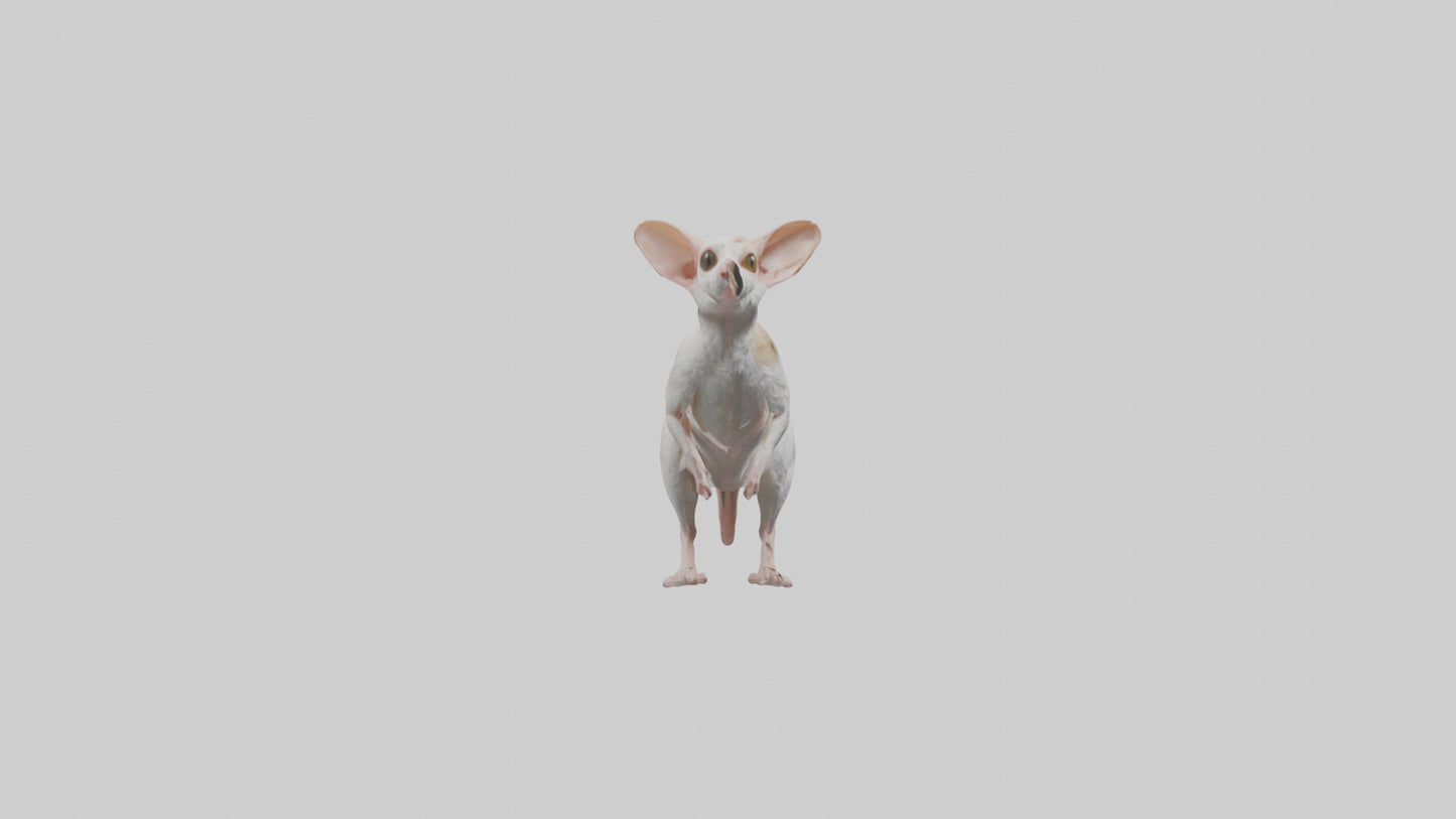 Jerboa standing upright model VR / AR / low-poly