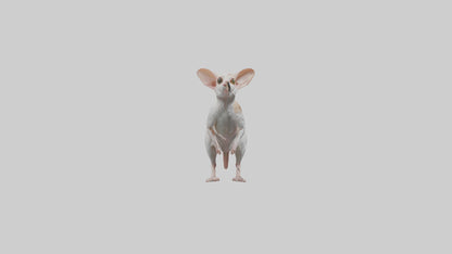 Jerboa standing upright model VR / AR / low-poly