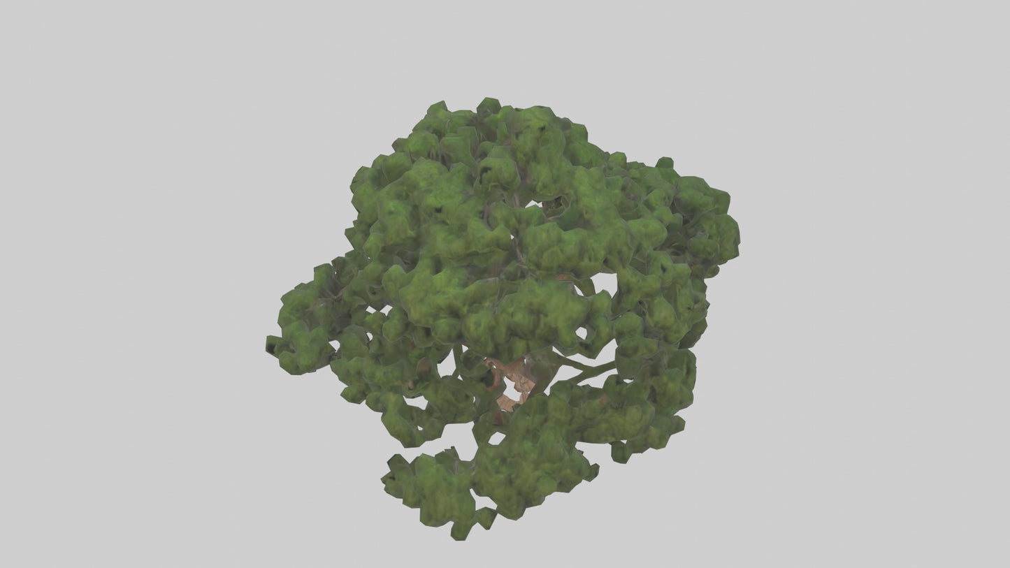 Juniper tree model VR / AR / low-poly