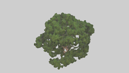 Juniper tree model VR / AR / low-poly