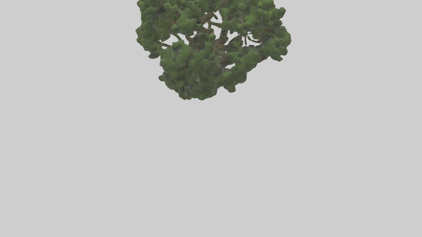 Juniper tree model VR / AR / low-poly