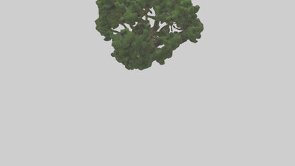 Juniper tree model VR / AR / low-poly