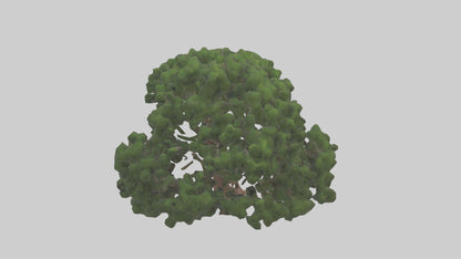 Juniper tree model VR / AR / low-poly