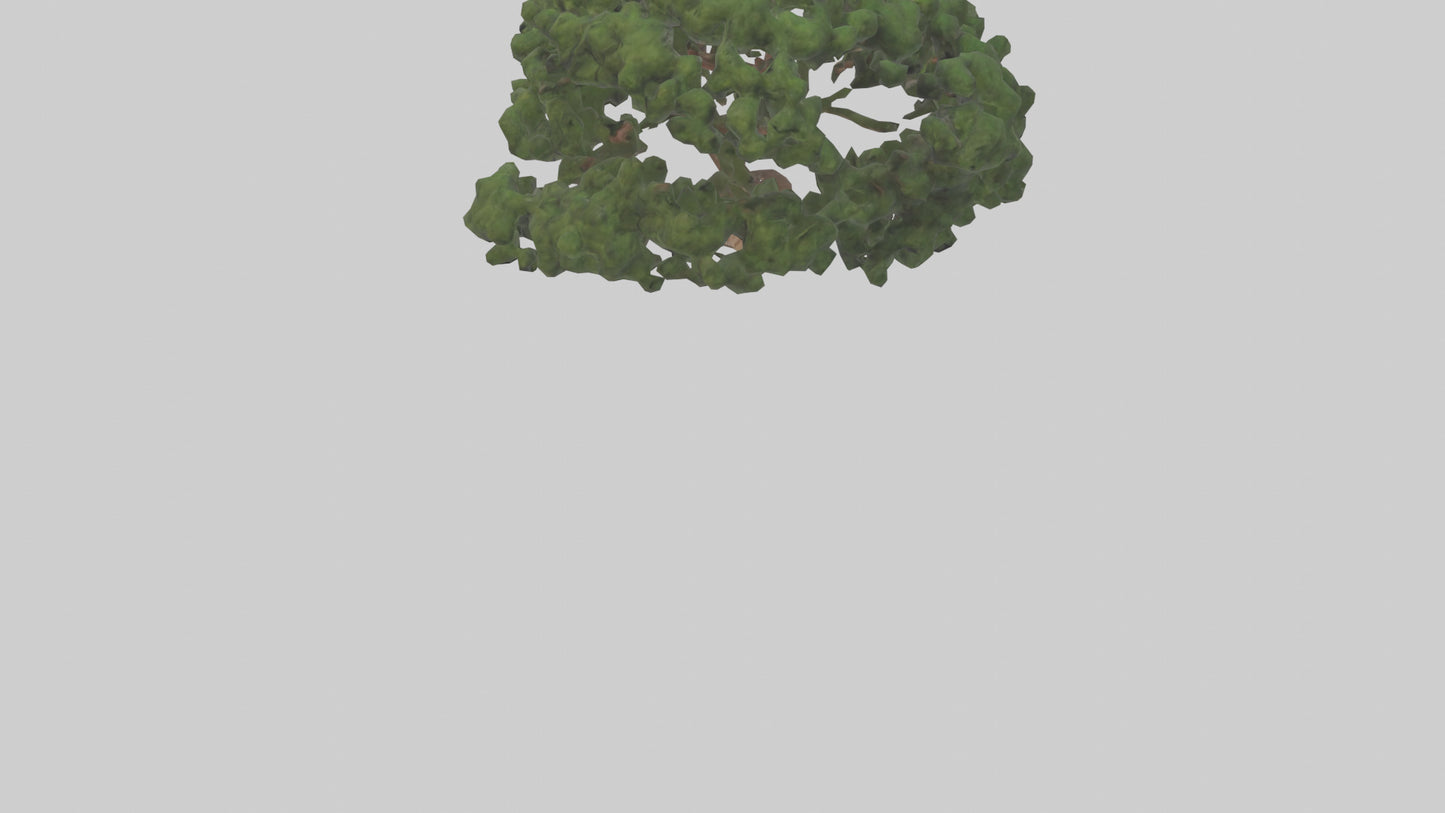 Juniper tree model VR / AR / low-poly