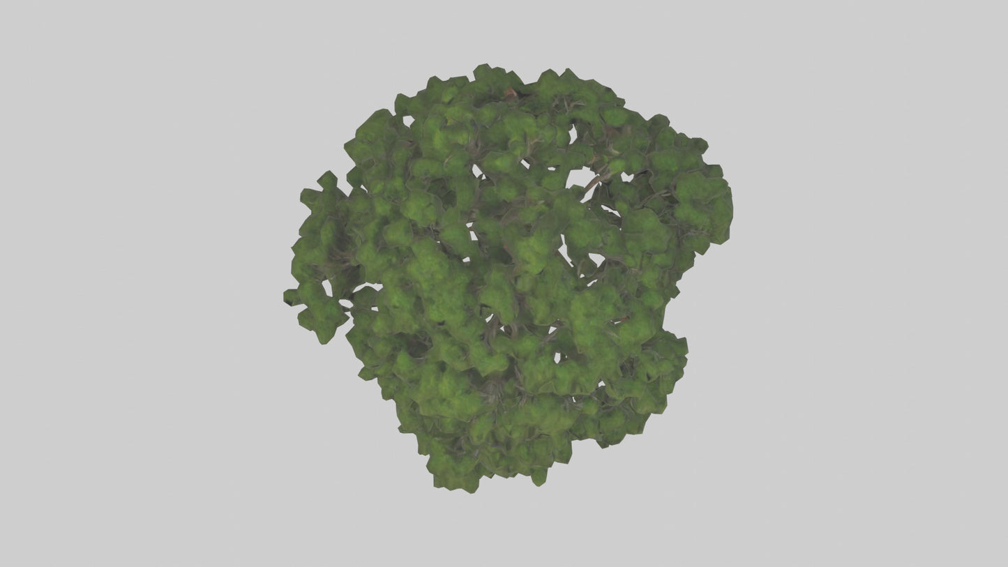 Juniper tree model VR / AR / low-poly