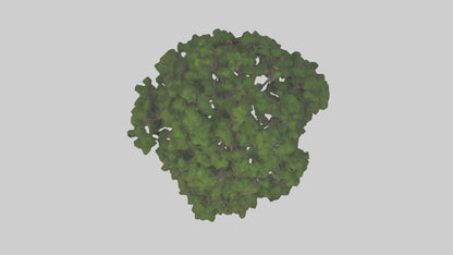 Juniper tree model VR / AR / low-poly