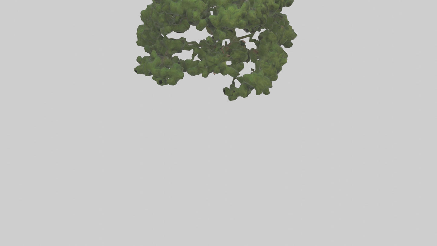 Juniper tree model VR / AR / low-poly