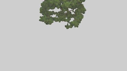 Juniper tree model VR / AR / low-poly