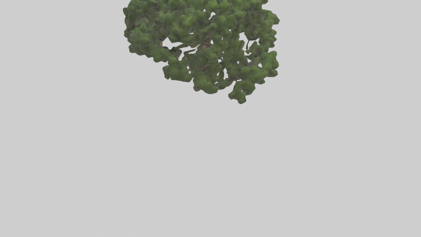 Juniper tree model VR / AR / low-poly
