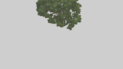 Juniper tree model VR / AR / low-poly