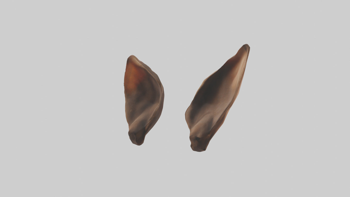 3D model Kangaroo Ears VR / AR / low-poly