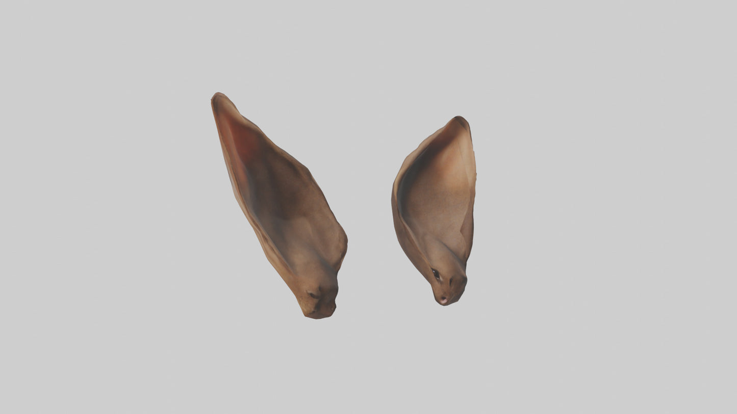 3D model Kangaroo Ears VR / AR / low-poly