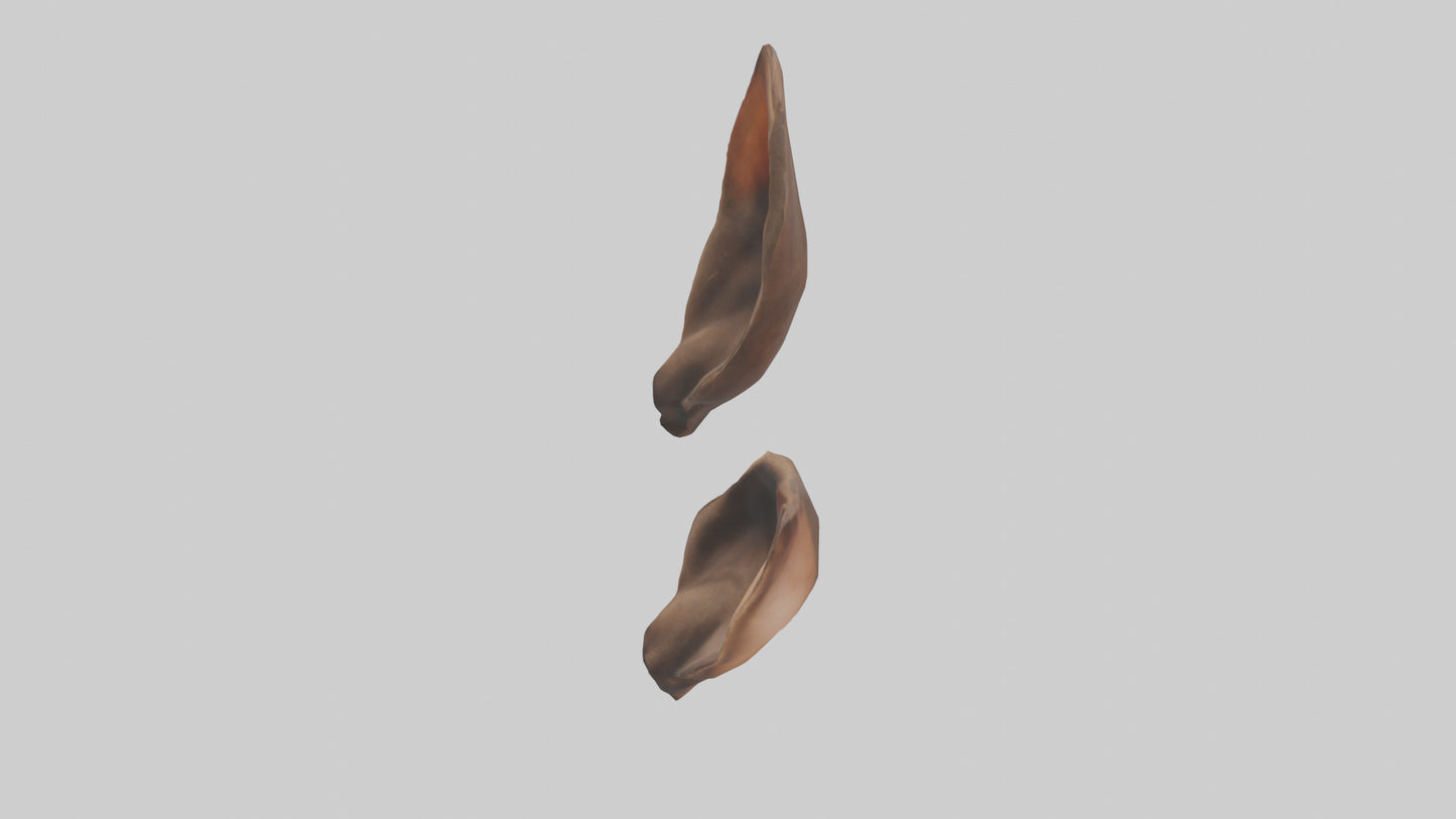 3D model Kangaroo Ears VR / AR / low-poly