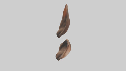 3D model Kangaroo Ears VR / AR / low-poly