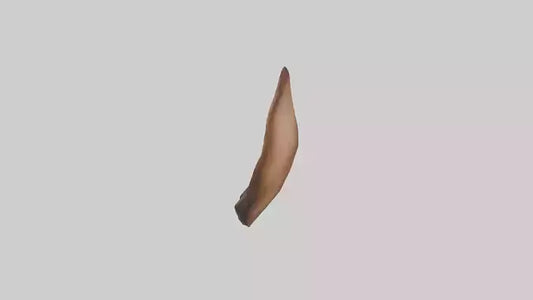 3D model Kangaroo Ears VR / AR / low-poly