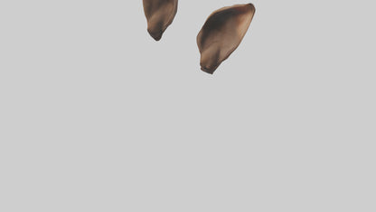 3D model Kangaroo Ears VR / AR / low-poly