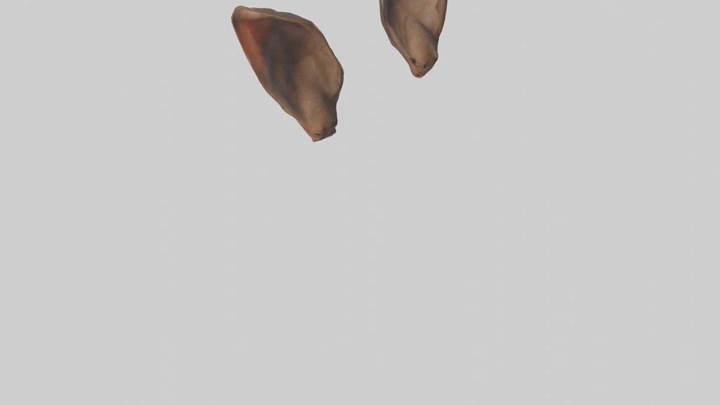 3D model Kangaroo Ears VR / AR / low-poly