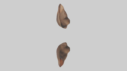 3D model Kangaroo Ears VR / AR / low-poly