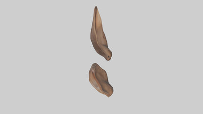 3D model Kangaroo Ears VR / AR / low-poly