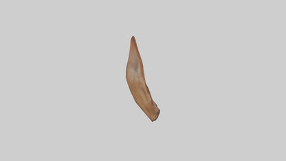3D model Kangaroo Ears VR / AR / low-poly