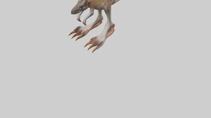 3D model Kangaroo Feet VR / AR / low-poly