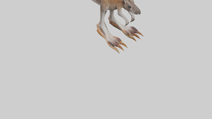 3D model Kangaroo Feet VR / AR / low-poly