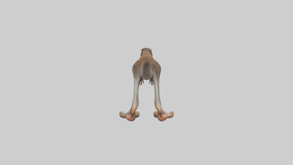 3D model Kangaroo Feet VR / AR / low-poly